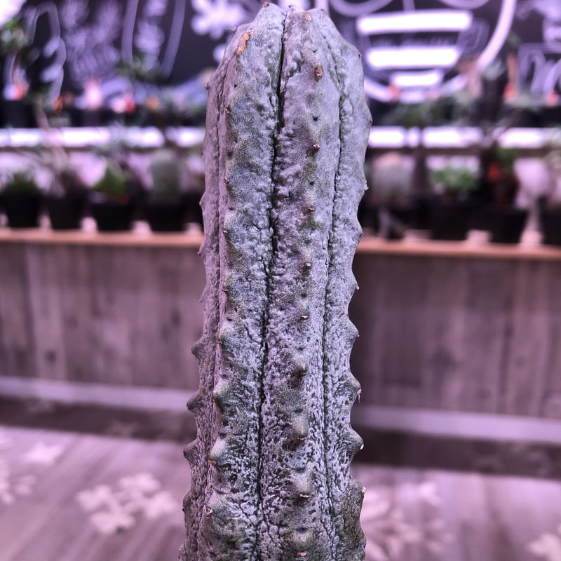 euphorbia abdelkuri《L size》✨ユーフォルビアNo.1クラス‼︎超激