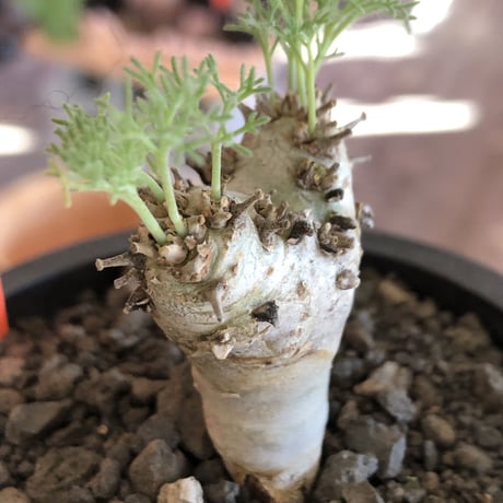 sarcocaulon peniculinum《大きめS size》激希少種※現地球発根後店主国内管理5年株※堪らないほど極白の美しい一株※mad black pot植え