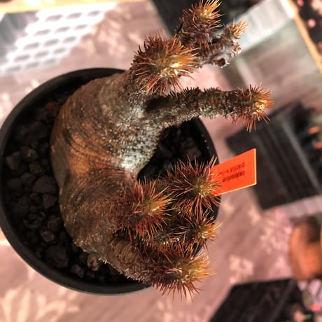 packypodium  gracilius《 M size》W-he'd※現地球発根済※最高バランスな美株二分頭株!未来を想像でき大変良き樹形＆肌質株※mad black bowl pot植え