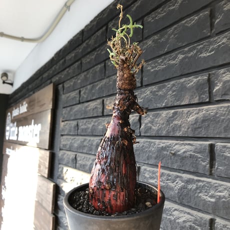mestoklema tuberosum《L  size》※現地球発根後店主国内管理4年株※より赤肌強き個体となり味深き表皮が堪らなく冬季も動く唯一無二な希少灌木※mad black pot植え
