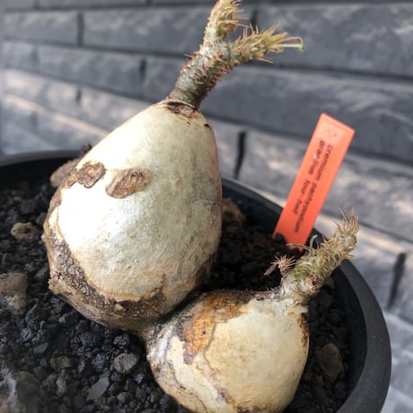 pachypodium gracilius《M size》現地焼け肌&4-he'd株※現地球発根後店主国内管理3年株※まさに🥚卵のかの如く‼️渾身の一株※mad black bowl pot植え