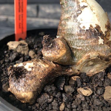 pachypodium gracilius《M size》現地焼け肌&4-he'd株※現地球発根後店主国内管理3年株※まさに🥚卵のかの如く‼️渾身の一株※mad black bowl pot植え