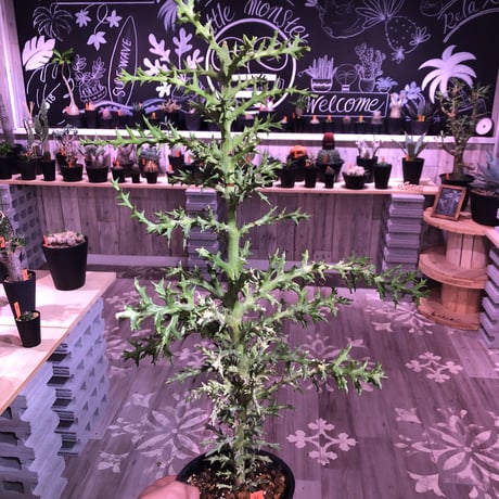 euphorbia     stenoclada《L L  size》