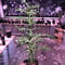 euphorbia     stenoclada《L L  size》