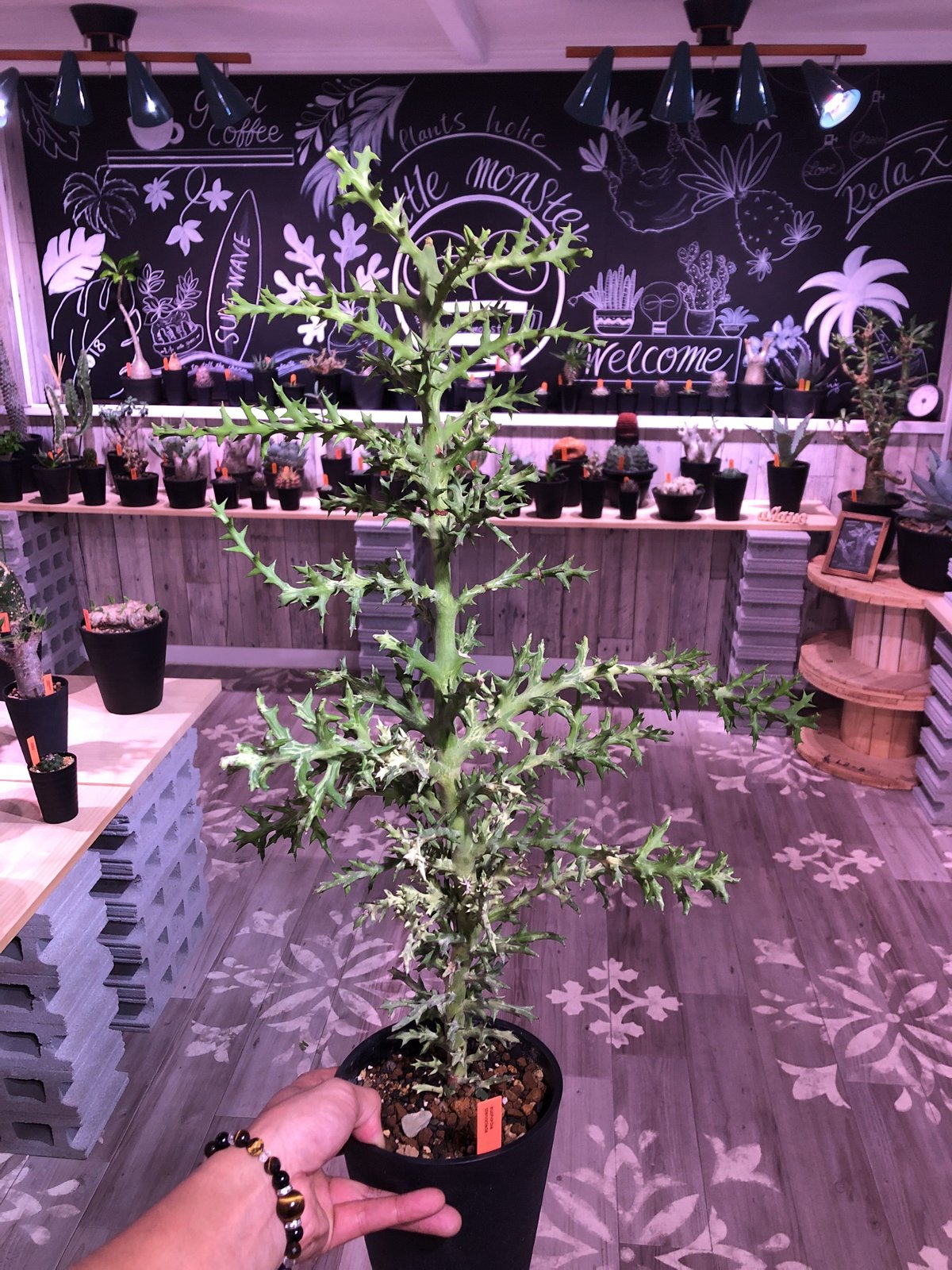 euphorbia stenoclada《L L size》 | plants ho