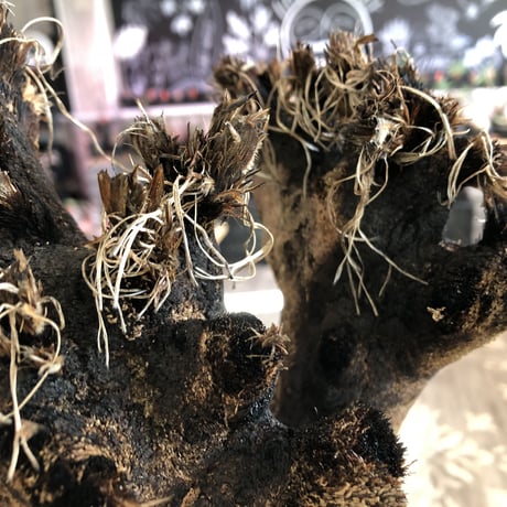 xerophyta  trichophylla《S size》※現地球発根済株※驚愕強靭株※限りなくweightはlow‼︎品種としこれでもかわいい小振りサイズ‼︎※mad black pot植え