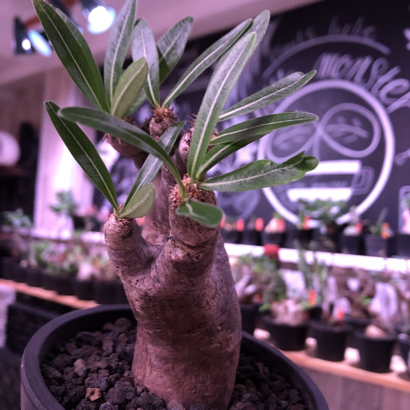 packypodium inopinatum《M size》※現地球発根済株※繊細な葉を持ち