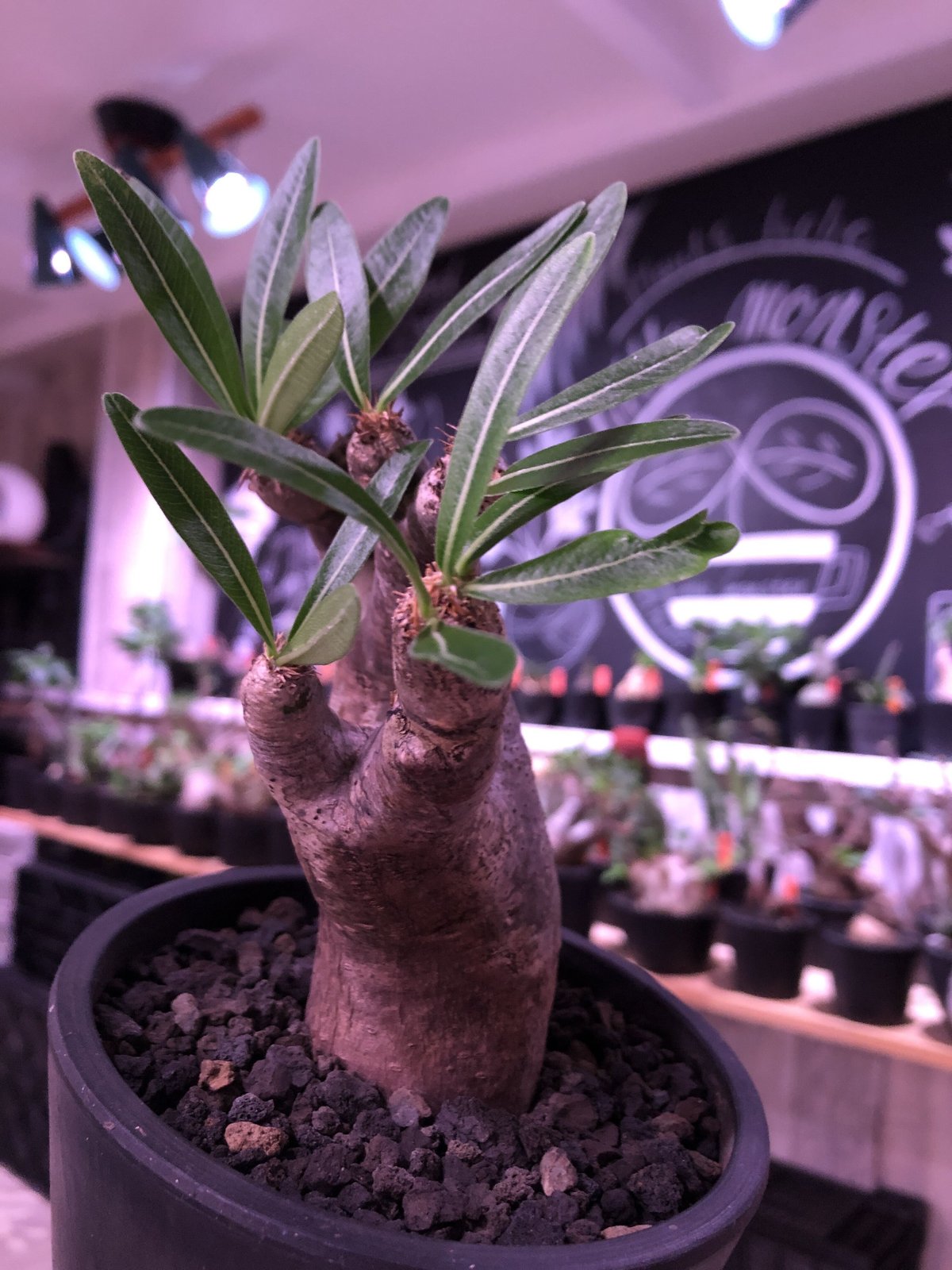 超ポイントアップ祭 多肉植物 植物/観葉植物 その他多肉植物