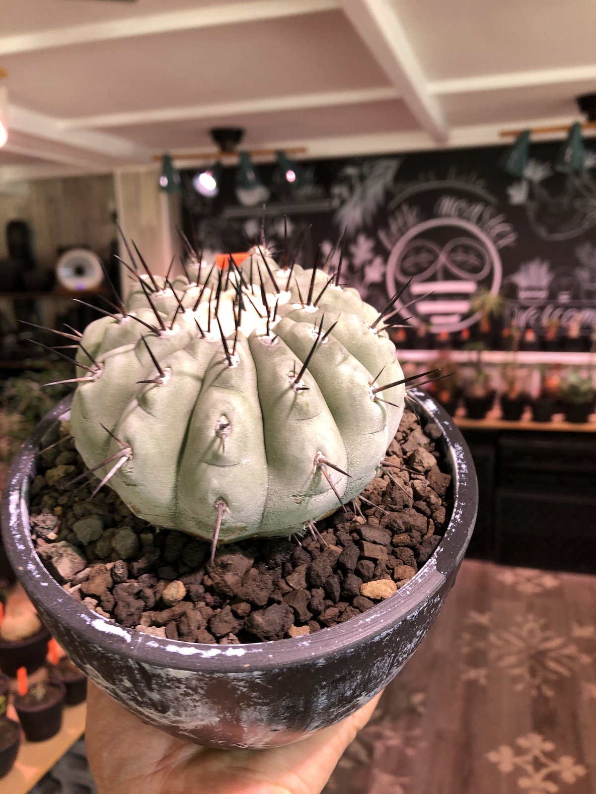 copiapoa cinerea 黒王丸《L size》激希少‼︎※現地球発根済株 copiapoa cinerea 黒王丸《L size》激希少‼︎※現地球発根済株