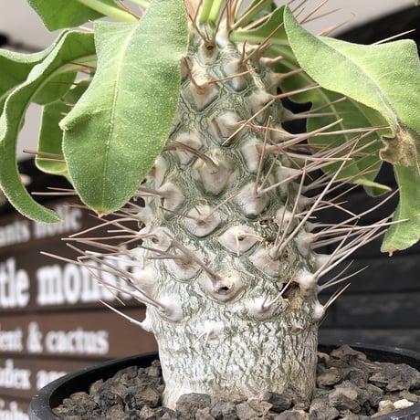pachypodium namaquanum 光堂《大きめL size》littmon seed🌱※中々見かけないはずのサイズ感と美しい極白肌が堪らない一株※mad black pot植え