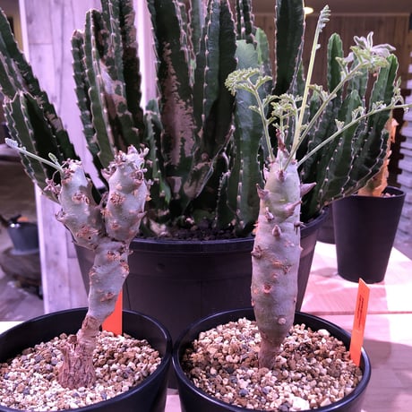 pelargonium   carnosum《M size》冬型caudex ※大変綺麗な肌を持つ極美株‼︎