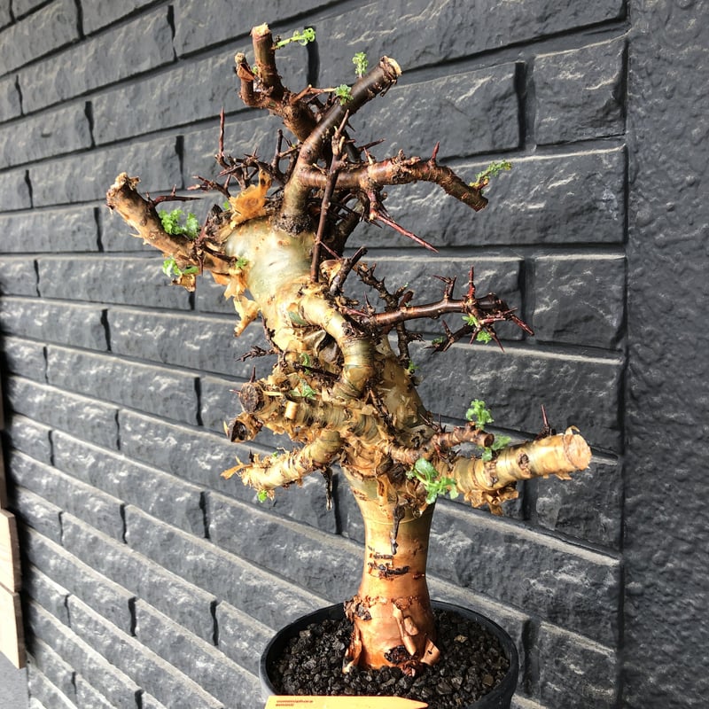 commiphora eminii《LL size》※現地球発根後店主国内管理6年株※極太幹を...