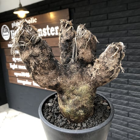 xerophyta  trichophylla《S size》※現地球発根済株※驚愕強靭株※限りなくweightはlow‼︎過去2番位にかわいい小振サイズ‼︎※mad black pot植え※限定3株