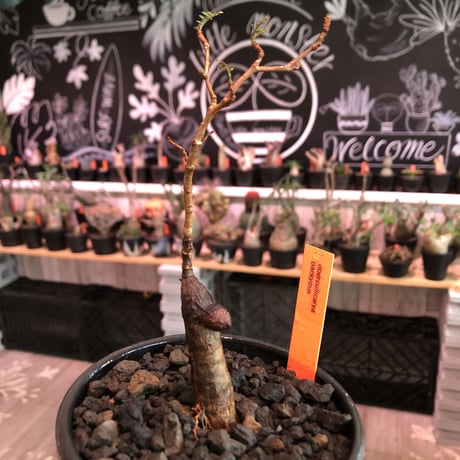 opercullicarya  packypus   littmon  seed🌱 《5年株》幹も太く‼︎&枝振り樹形&balance良きパキプス※mad black bowl pot植え※限定3株