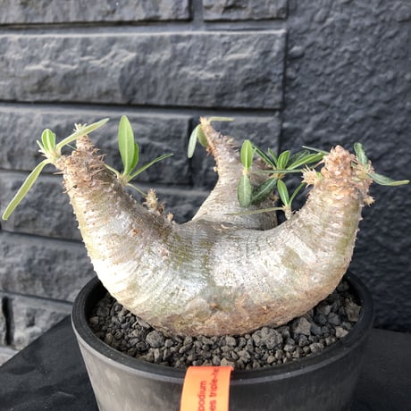 packypodium  cactipes triple he'd《M  size》※現地球発根済株※将来有望なbalanceも良き良樹形株‼︎※mad black pot植え
