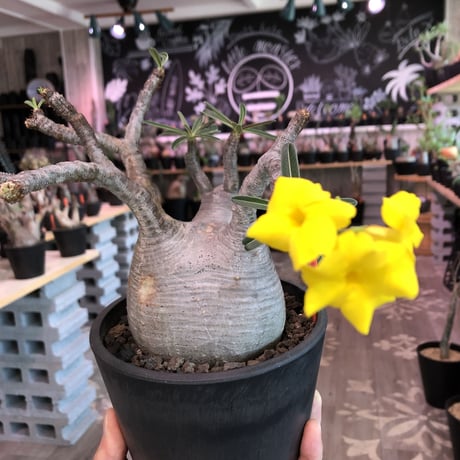 packypodium  gracilius《Ｌsize》※店主管理4年株‼︎※現地球発根済み株‼︎※タレ耳枝が可愛すぎるでっぷりbalance良きグラキ‼︎※mad black pot植え