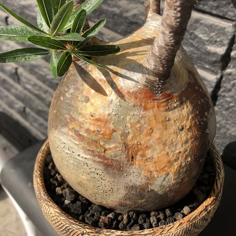 packypodium  gracilius《L size》特選株※現地球発根済株※特化した肌colorに味深き現地焼け＆weightも低き360°球体な大株グラキ‼︎唯一無二な装い※陶器浅鉢植え