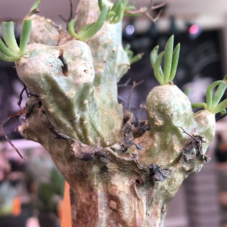 tylecodon   reticulatus《万物想》