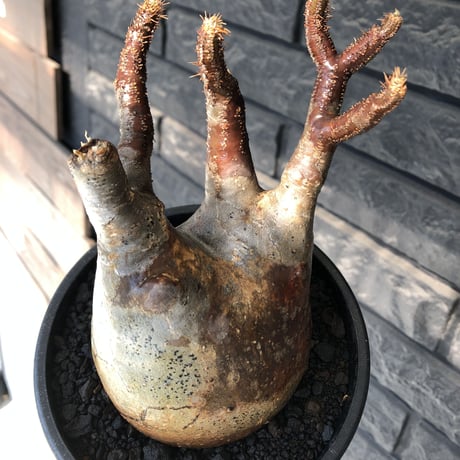 pachypodium gracilius《小さめ L size》※一部極赤肌&低重心株※現地球発根後店主国内管理4年株※班模様みたく赤肌とぼってり樹形が堪らない※mad black pot植え