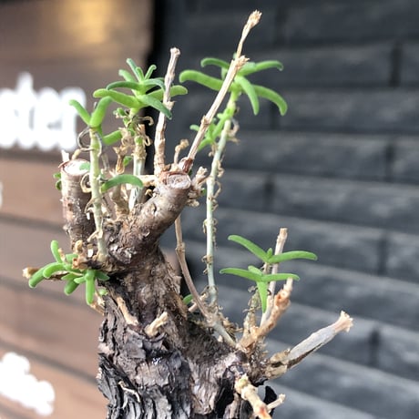 mestoklema tuberosum《大きめM size》※現地球発根後店主国内管理5年株※味深き表皮にバランス良く絶妙な捻くれ樹形の冬動く希少灌木※mad black pot植え