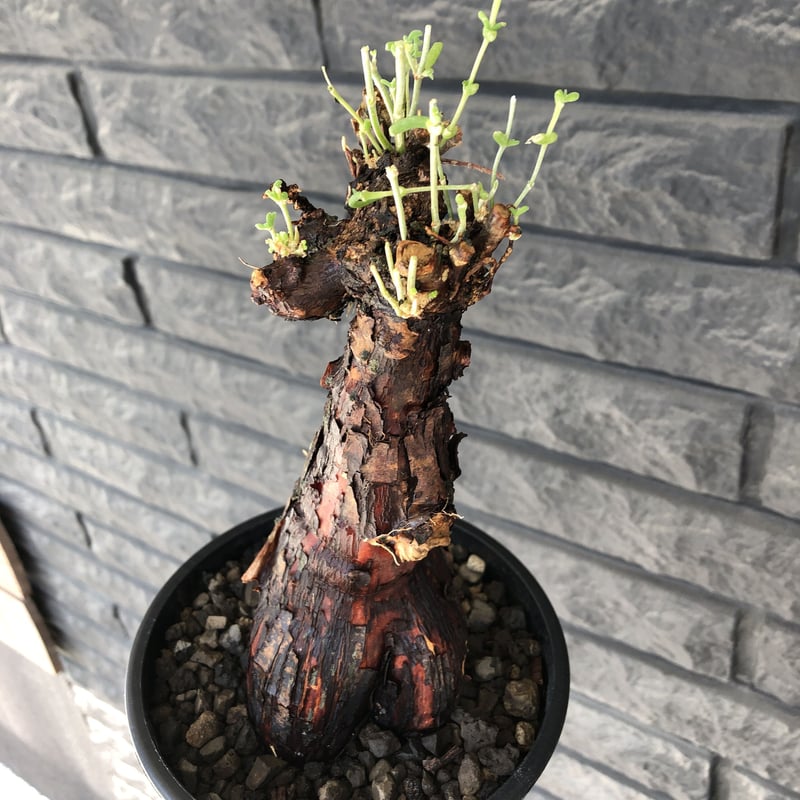 mestoklema tuberosum《大きめM size》※現地球発根済株※大変朽ち
