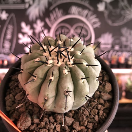 copiapoa   cinerea  黒王丸《M size》激希少‼︎※現地球発根済株※店主国内管理3年株※選抜特選株※mad black bowl pot植え