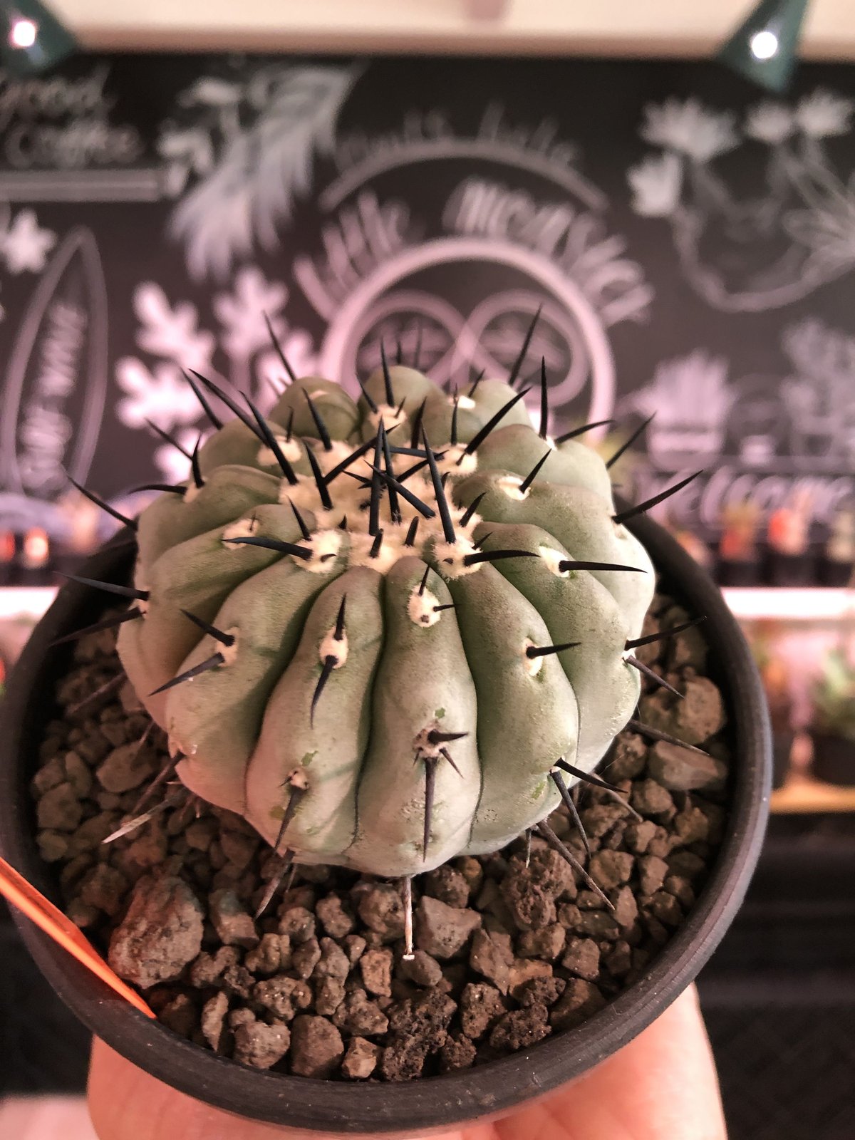 copiapoa cinerea 黒王丸《M size》激希少‼︎※現地球発根済株※店主...