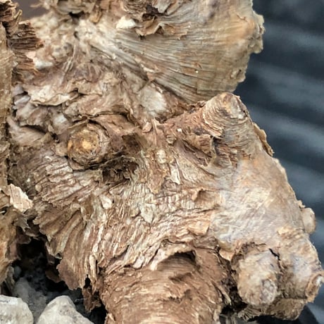 euphorbia itremensis《M size》※現地球株発根済③※極めて良き枝振りを持つ樹形バランスも出来すぎなイトレ※black pot植え