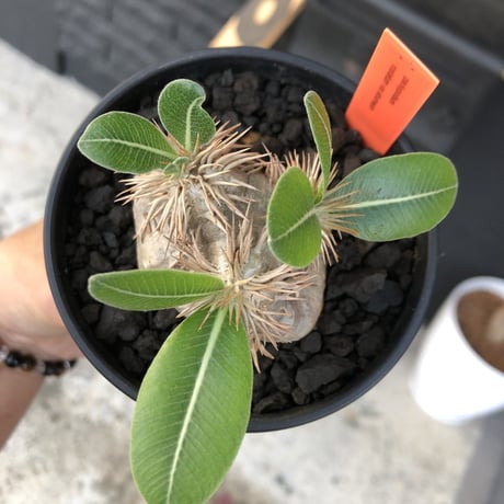 packypodium    roslatum var. eburneum（S size）現地球   発根済み株