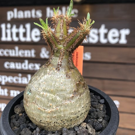 pachypodium  gracilius《大きめS size》まん丸ぼってり樹形※現地球発根済株※店主国内管理2年株※可愛すぎるまん丸樹形＆表皮美肌が堪らない※mad black pot植え