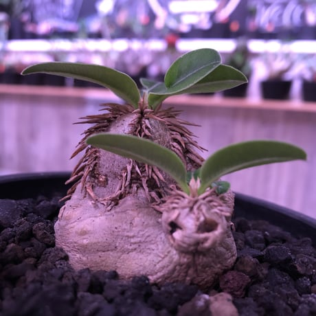 packypodium    roslatum var. eburneum（S size）現地球   発根済み株　※mad black bowl pot植え