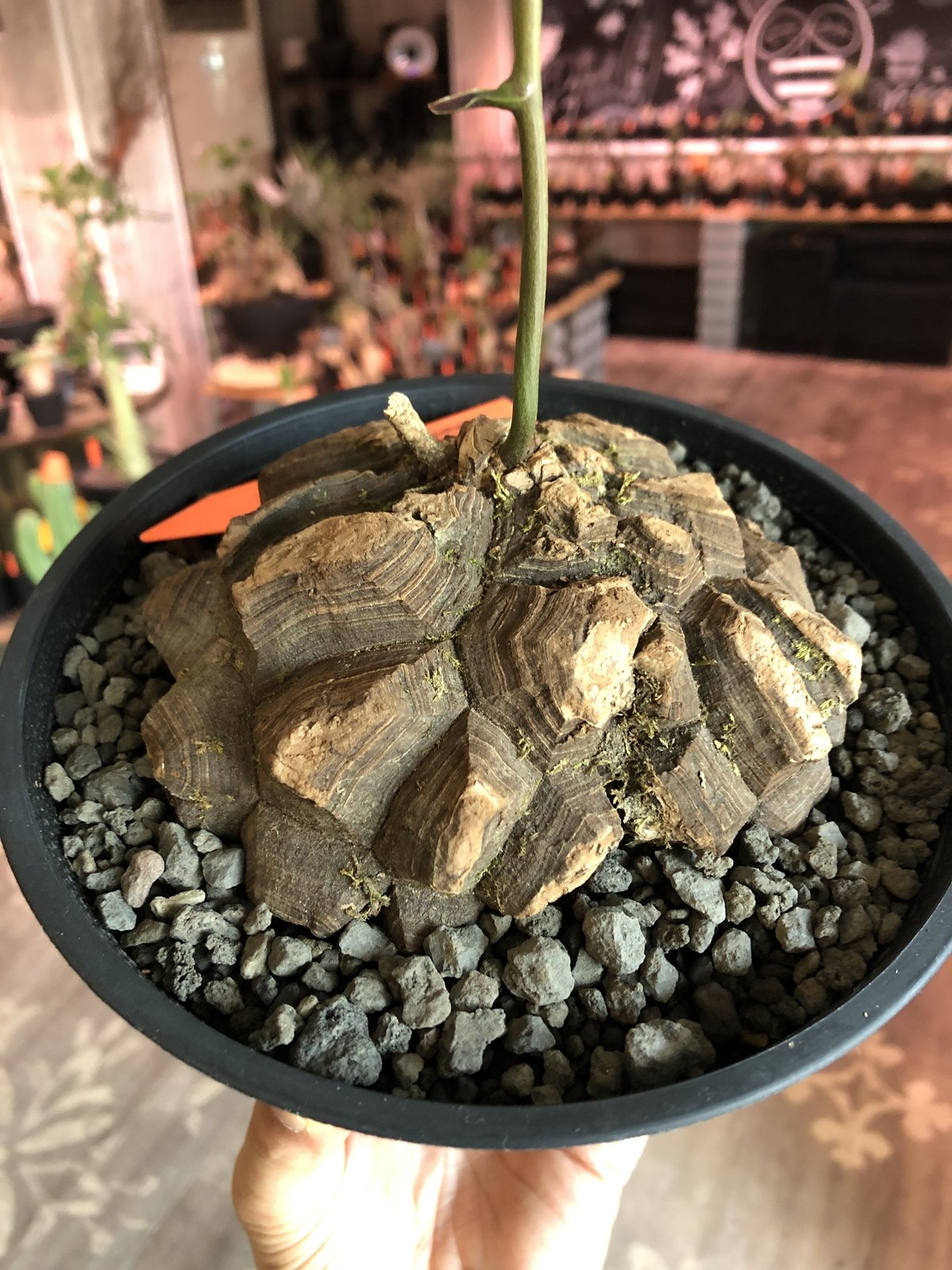 dioscorea macrostachya メキシコ亀甲竜《L size》※現地球らしい dioscorea macrostachya メキシコ亀甲竜《L size》※現地球らしい
