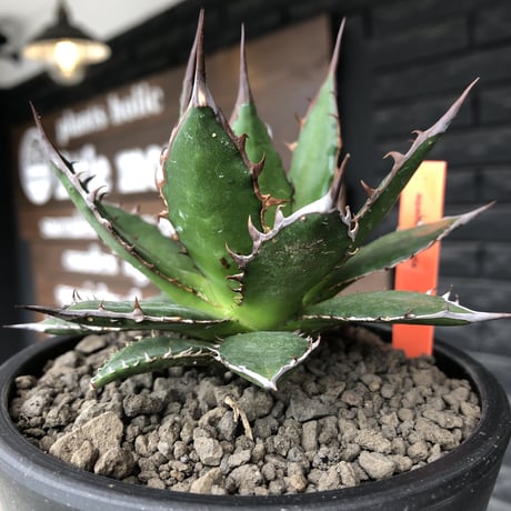 agave  horrida《M size》※発根後店主国内管理1年株※締まり良き手乗りbest sizeなオススメ株※mad black pot植え