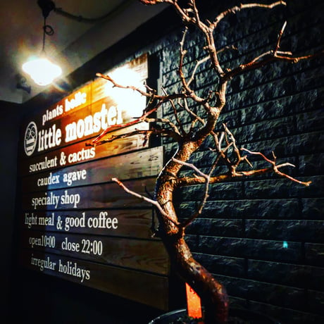 commiphora   monstrosa《 小さめM  size》※現地球発根済み株！落葉後剪定済み‼︎※小振り丈の枝振りbalance良きサイズ感なモンスト‼︎※mad black pot植え