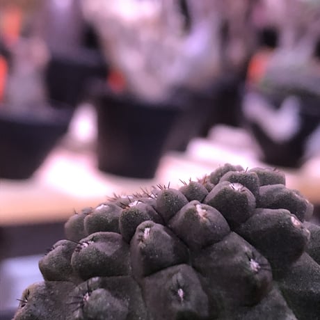 copiapoa   hypogaea《M  size》子吹き株※現地球カキ仔自根株※店主国内管理3年株※黒肌に優しい黒棘がwildなヒポガエア※mad black bowl pot植え※No.④