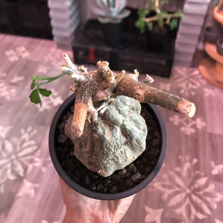 momordica  rostrata《大きめS  size》※ロストラータらしい装いのままミニチュア化した希少‼︎激かわ手乗りsize‼︎オススメ株※mad black pot植え