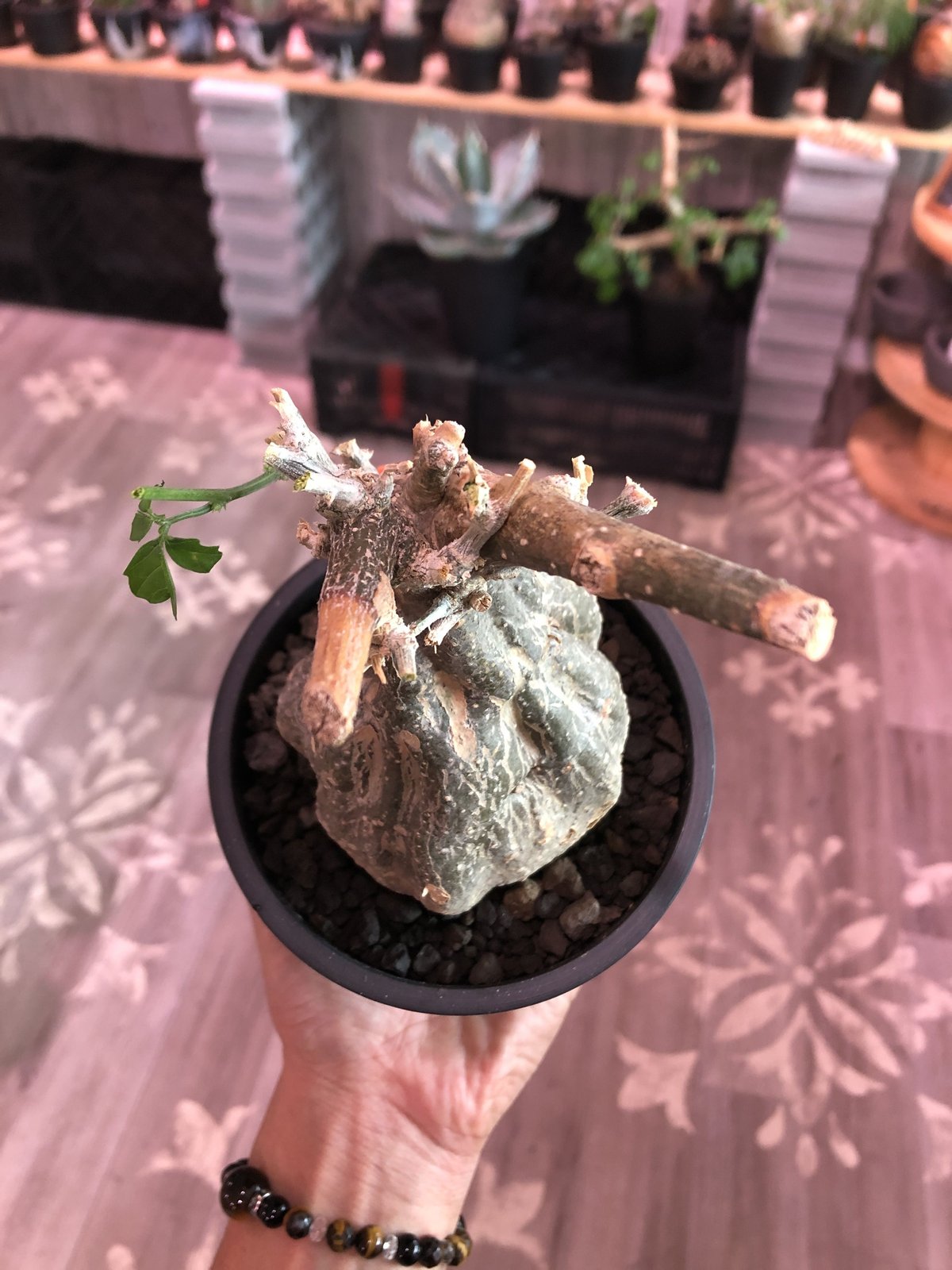 momordica rostrata《大きめS size》※ロストラータらしい装いのままミ