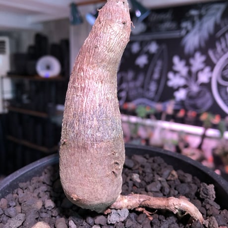 opercullicarya   decaryi  littmon  seed🌱 《6年株》※成長早く例年変化を感じ育てられる上、幹幅もパワータンクも巨大な選抜株※mad  black  pot植え