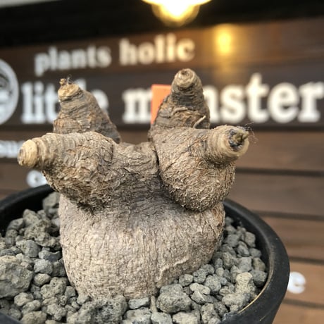 ユーフォルビアプリムリフォリア | STORES