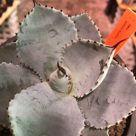agave  pygmaea  dragon toes《M  size》※発根済株※店主国内管理2年株※良きcolor良きサイズ感‼︎極美オススメ株※mad black pot植え※限定2株