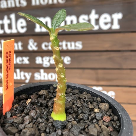 希少‼︎ dorstenia   gigas《大きめS size》littmon  seed🌱（実生株）※今季成長&枝振りに期待できる将来有望人気者ギガス※mad black pot植え