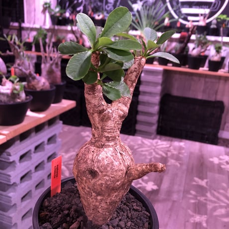 euphorbia   subapoda《大きめM size 》特化した肌質＆ぼってり樹形且つ、株元の四つ穴が堪らないスバポダ※mad black pot植え