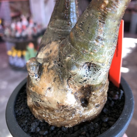 pachypodium gracilius《小さめM size》現地焼け肌※現地球発根後店主国内管理3年株※岩肌に当たり育ったエグれ傷を持つwildな出立ちが堪らない※mad black pot植え