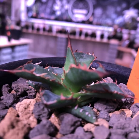 agave   gilbeyi