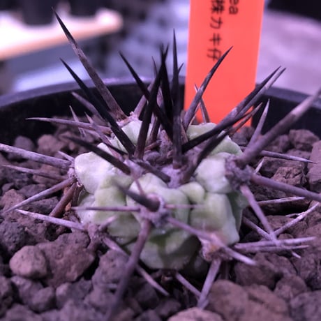 copiapoa  cinerea  黒王丸《S size》希少強刺type※現地球カキ仔自根株※良きDNAを継承したwild且つ極白肌が美しい一株※mad black pot植え