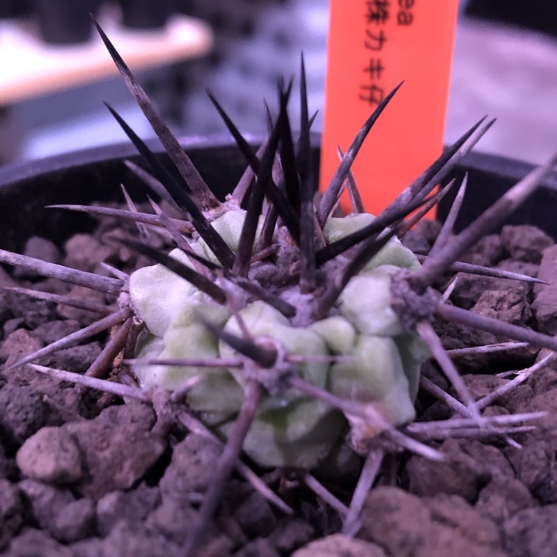 copiapoa cinerea 黒王丸《S size》希少強刺type※現地球カキ仔自 copiapoa cinerea 黒王丸《S size》希少強刺type※現地球カキ仔自