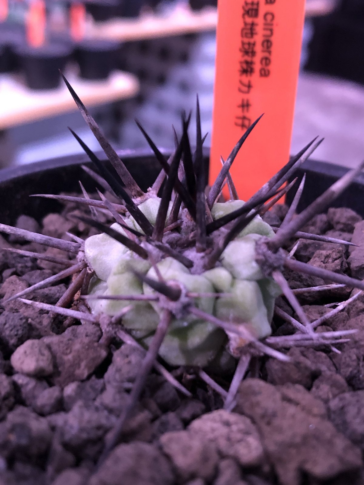 コピアポア　黒王丸　Copiapoa cinerea 強刺 𝙘𝙤𝙥𝙞𝙖𝙥𝙤𝙖 𝙘𝙞𝙣𝙚𝙧𝙚𝙖 黒王丸 𝒄𝒓𝒐𝒔𝒔 𝒑𝒐𝒕