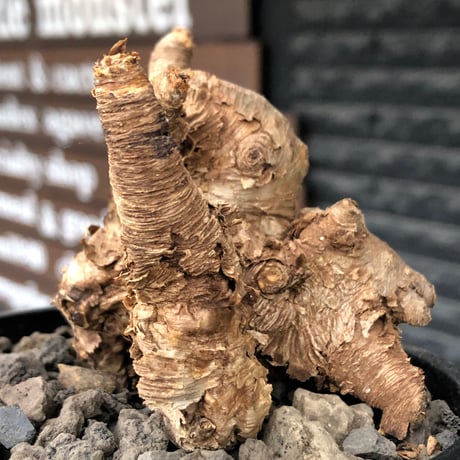 euphorbia itremensis《M size》※現地球株発根済③※極めて良き枝振りを持つ樹形バランスも出来すぎなイトレ※black pot植え