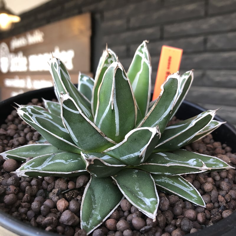 agave 笹の雪《大きめM size》※現地球発根後店主国内管理2年株※締まり