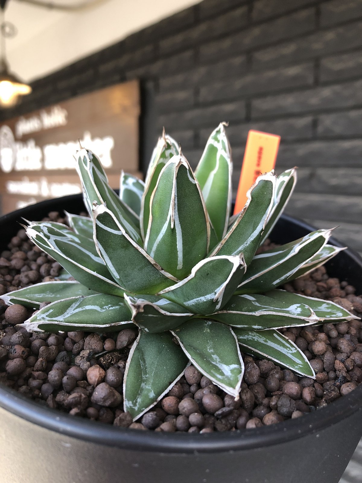 大株 ダルマ 笹の雪 Agave victoriae reginae-